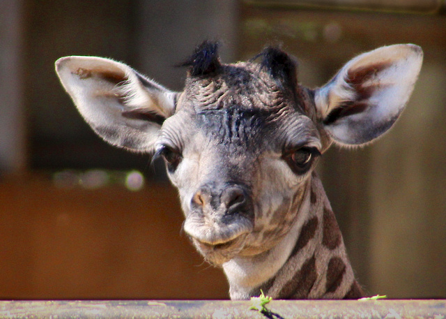 Baby Face | One day old baby Giraffe (female) born 5/9/13 ...