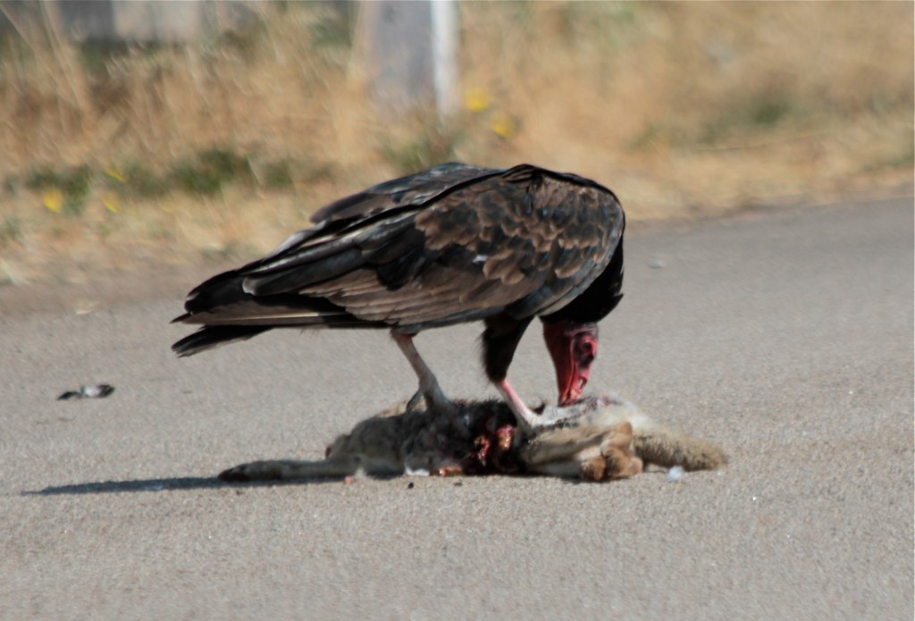 one turkey vulture