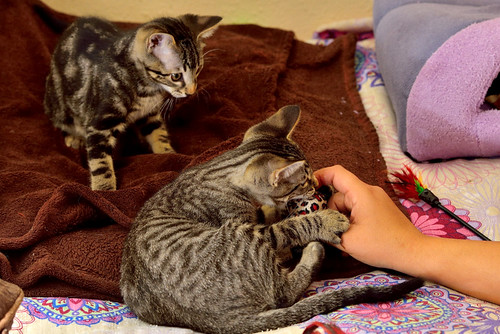 Alexis, precioso y mimoso gatito Caoba Tabby esterilizado, nacido en Marzo´16, en adopción. Valencia. ADOPTADO. 27407845626_2739f88e0c