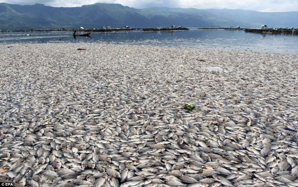 越南爆發魚群大量死亡事件，台塑河靜鋼鐵廠被指為元兇。（圖片來源：美國國家環境保護局）