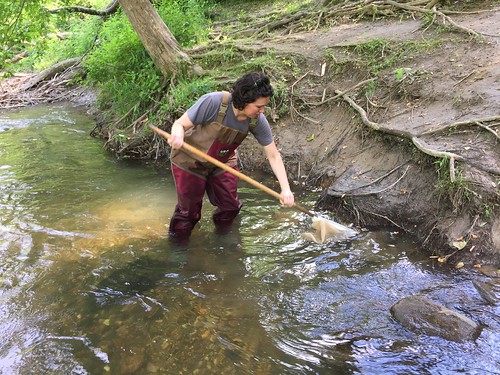 Photo of biologist conducting stream survey