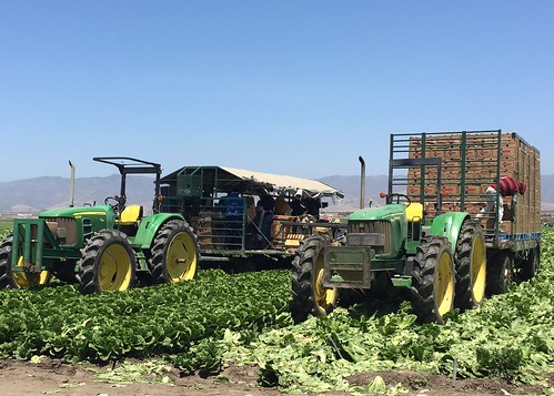 Romaine harvest in California