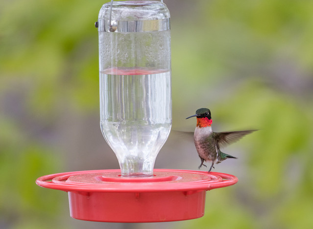 Ruby-throated Hummingbird