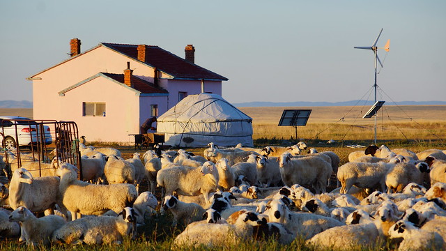 內蒙古多數的牧民多已蓋房定居，牛羊也都以棚圈養。攝影：呂妍