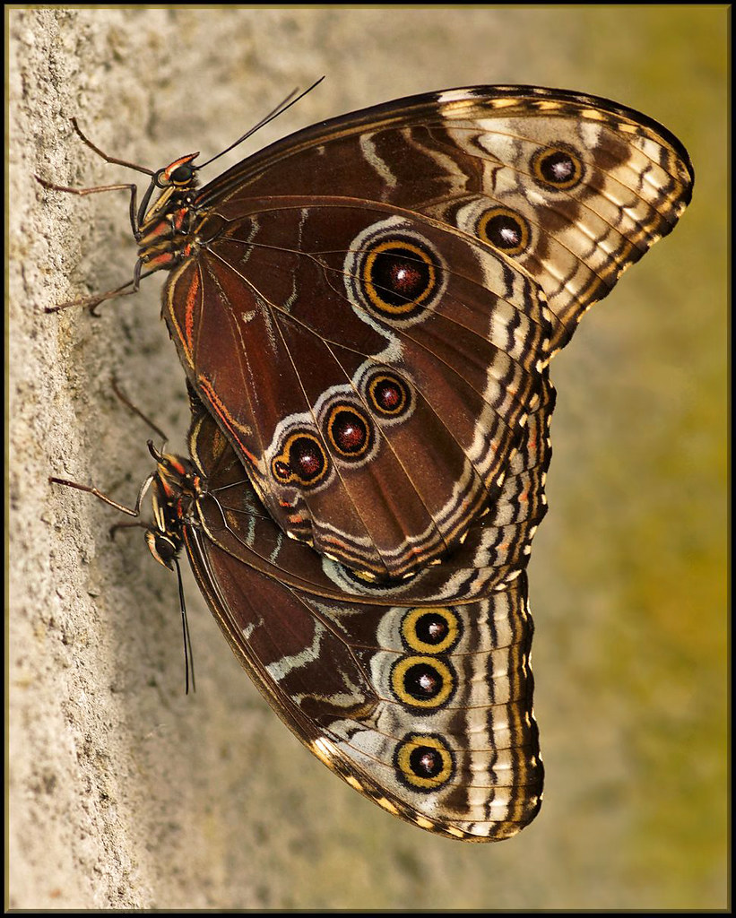 Male mating success female butterflies sperm