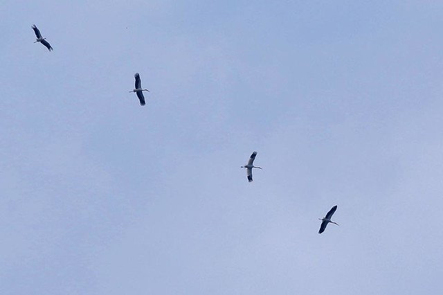 邊飛邊叫的小白鶴（由上而下第3隻）與另3隻東方白鸛一同盤旋並肩高飛，混群遷徙往野柳方向出海。鳥友林志一攝
