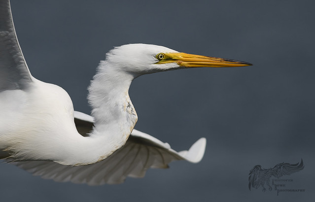 Great Egret Flying Portrait