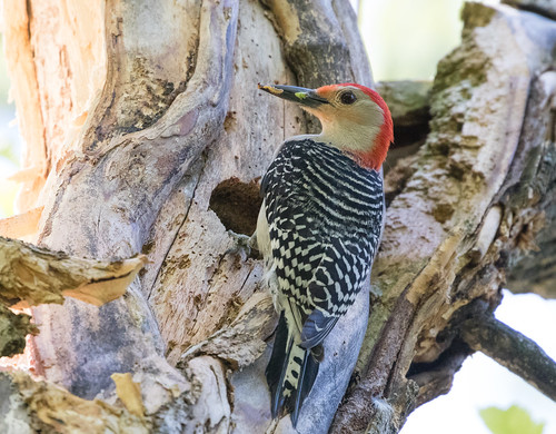 Nesting Red-bellied Woodpeckers