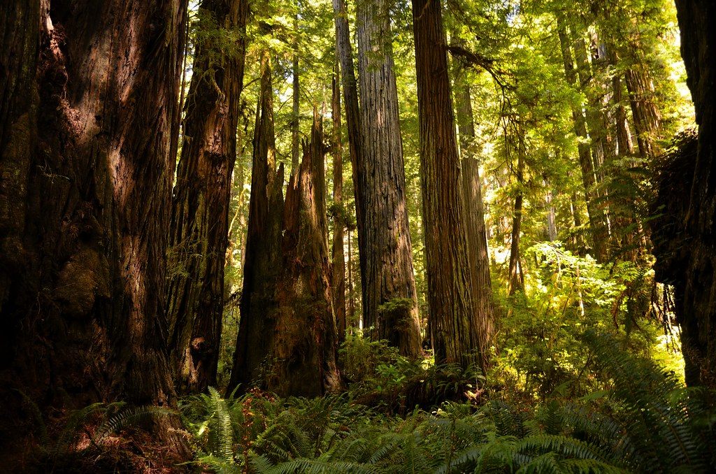 Parque-Nacional-Redwood-USA