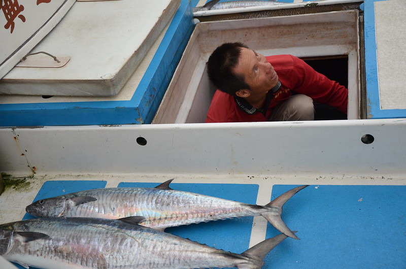 陳文龍說，今年土魠漁況比較差，只抓到一條超過20公斤。攝影：潘佳修。