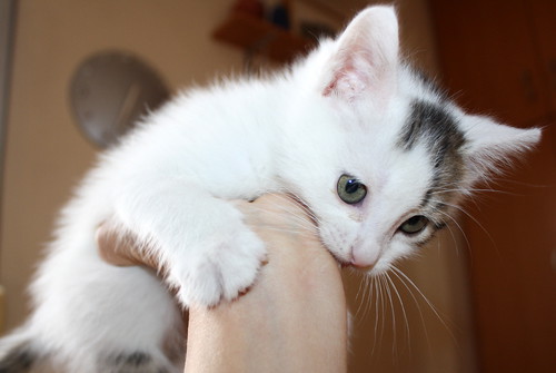 Tizni, gatito blanco con toques pardos guapísimo nacido en Marzo´16, en adopción. Valencia. ADOPTADO. 26252513394_6b002bb990