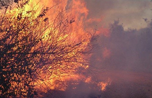 Photo of brushfire