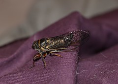 Cicada, who ambushed me in my room