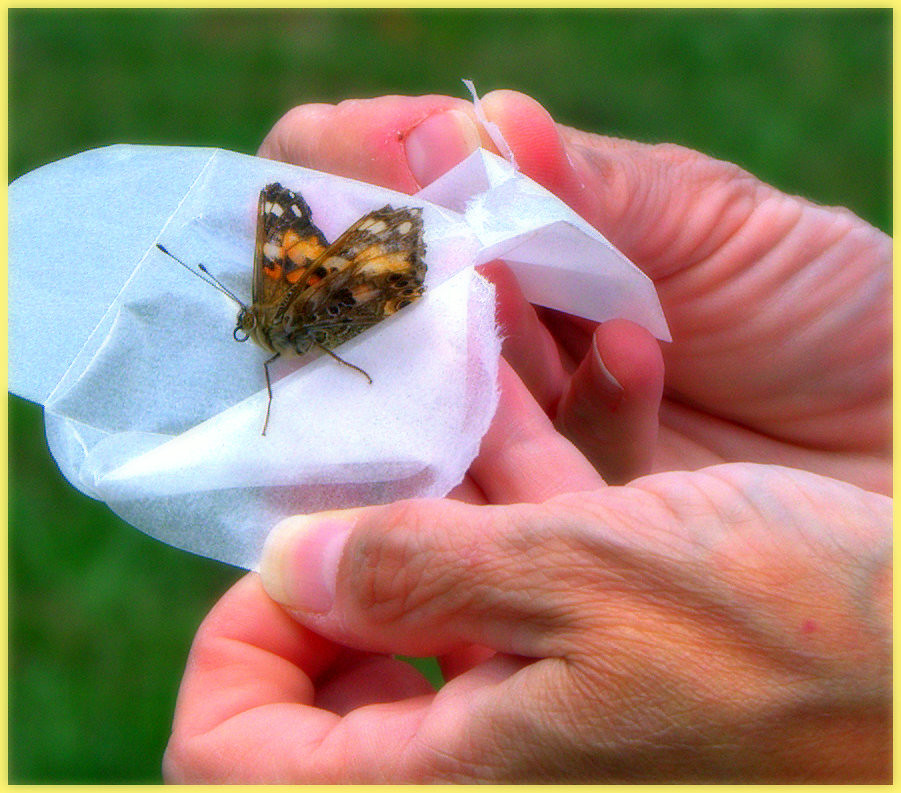 butterfly-release-035-a-memorial-live-release-flickr