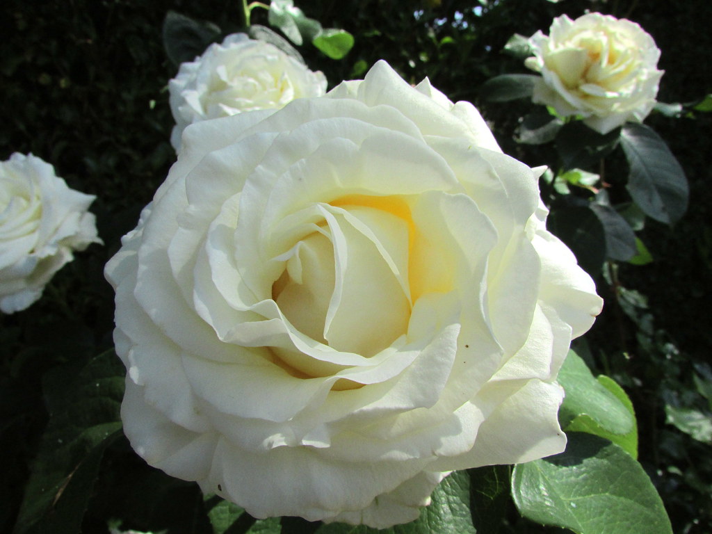 White Rose | This gorgeous rose has a perfect shape and colo… | Flickr