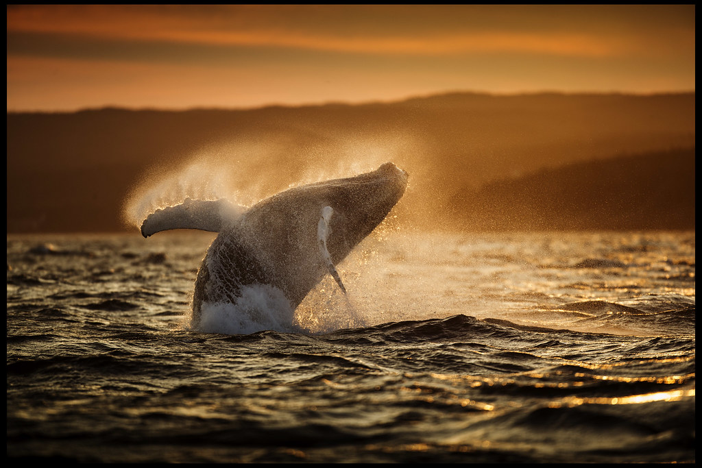 Humpback Whale Breaching at Sunset | © David Howells 2013 ...