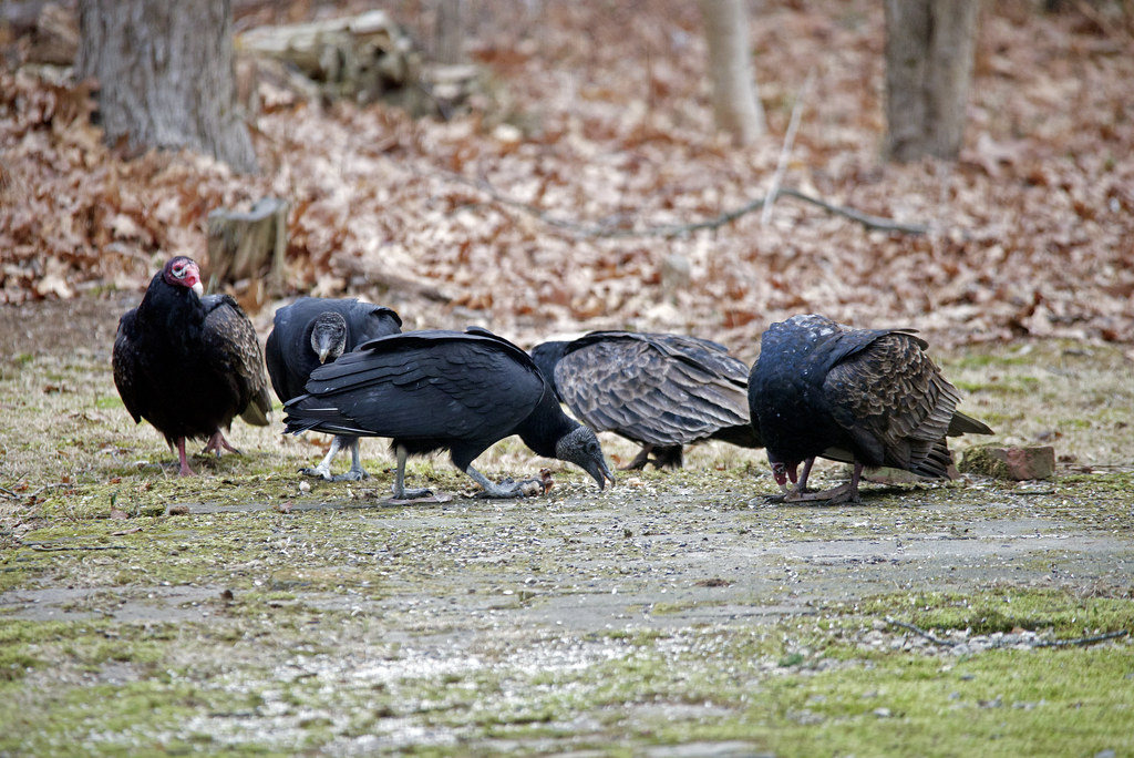 turkey-vs-vulture-two-black-vultures-and-three-turkey-vult-flickr