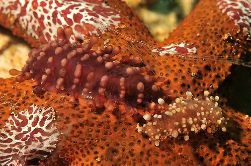 Starfish comb jellyfish Coeloplana astericola