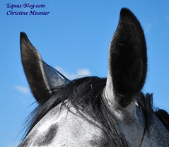 Peer to Peer Lending for the Equine Industry, would you Invest?
