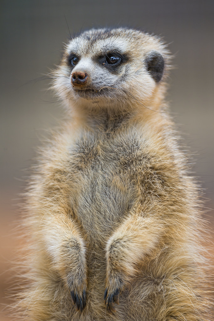 Nice fluffy meerkat | Portrait of a sitting meerkat of the L… | Tambako