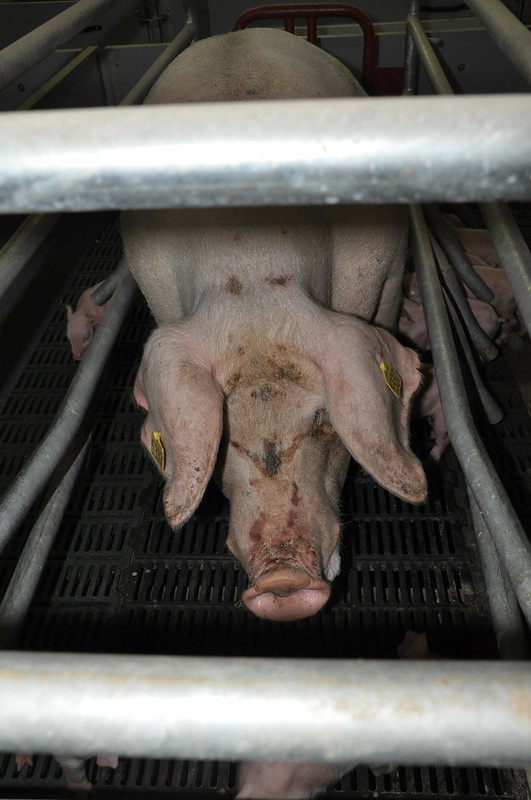 Maltrato animal en granjas de cerdos premiadas de Inglaterra