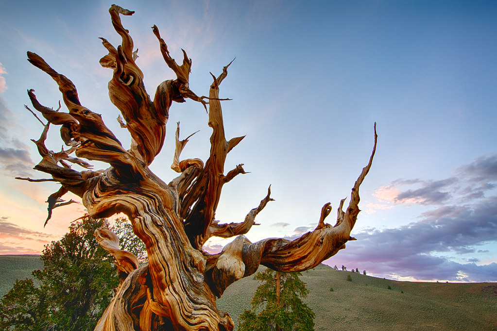 methuselah-white-mountain-california-methuselah-tree-br-flickr