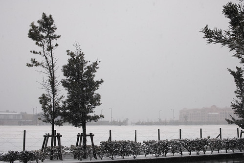 浦安の雪景色