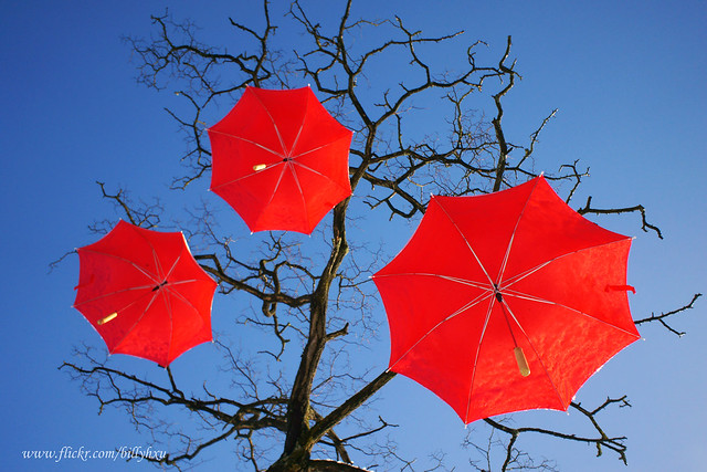 Umbrellas Hanging on Trees