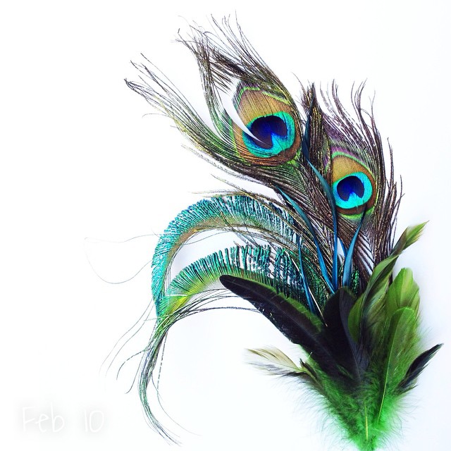 41 | 365 Striking #cy365 #captureyour365 #striking #peacock #feathers #brightcolors