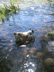 Beaker wading the river