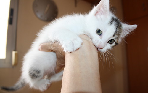 Tizni, gatito blanco con toques pardos guapísimo nacido en Marzo´16, en adopción. Valencia. ADOPTADO. 26252514324_5d318e56c4