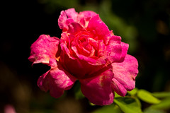 Tomioka Macro 60mm Roses