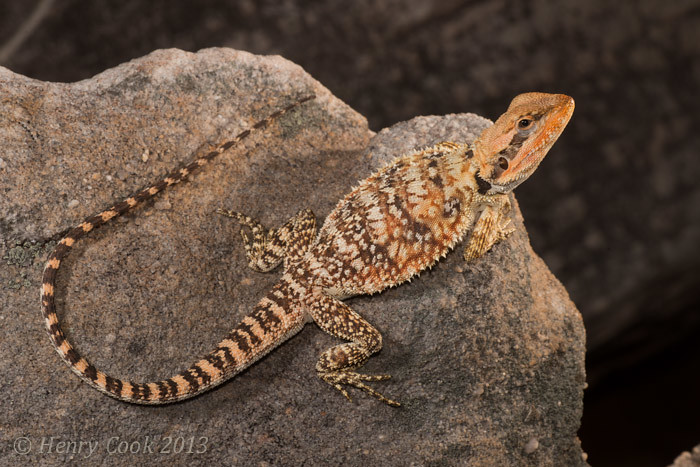 pogona microlepidota head_theda station-6815 | The Small-sca… | Flickr