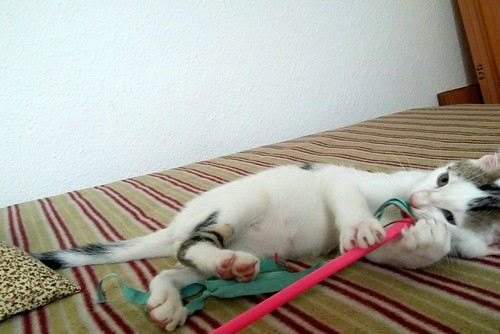 Nilo, gatito blanco con toques pardos súper bueno esterilizado, nacido en Marzo´16 en adopción. Valencia. ADOPTADO. 27710758732_01ae9b91d8