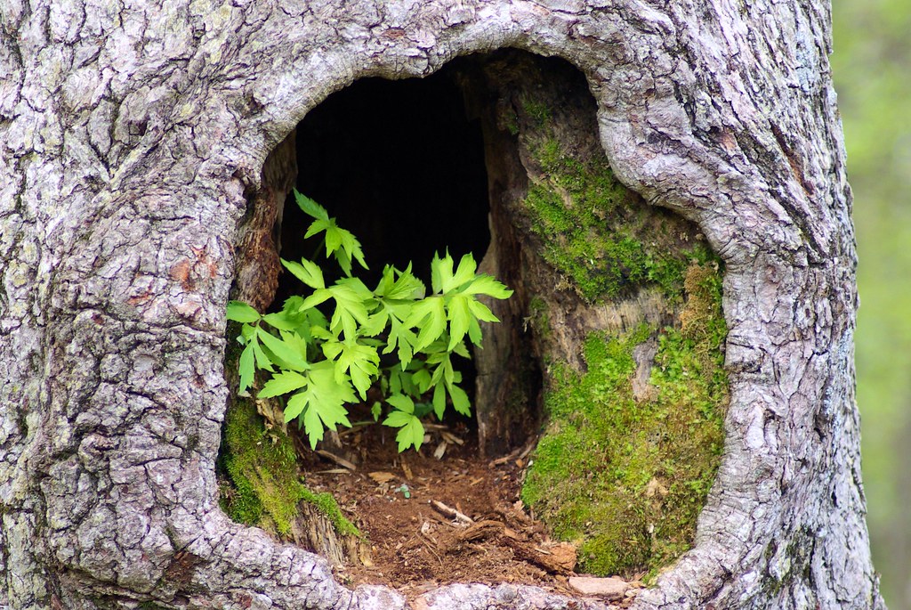 Plants in Hollow Tree, Shenandoah National Park, Virginia, May 13, 2009; Image shared as public domain on Pixabay and Flickr as “Plants in Hollow Tree.”