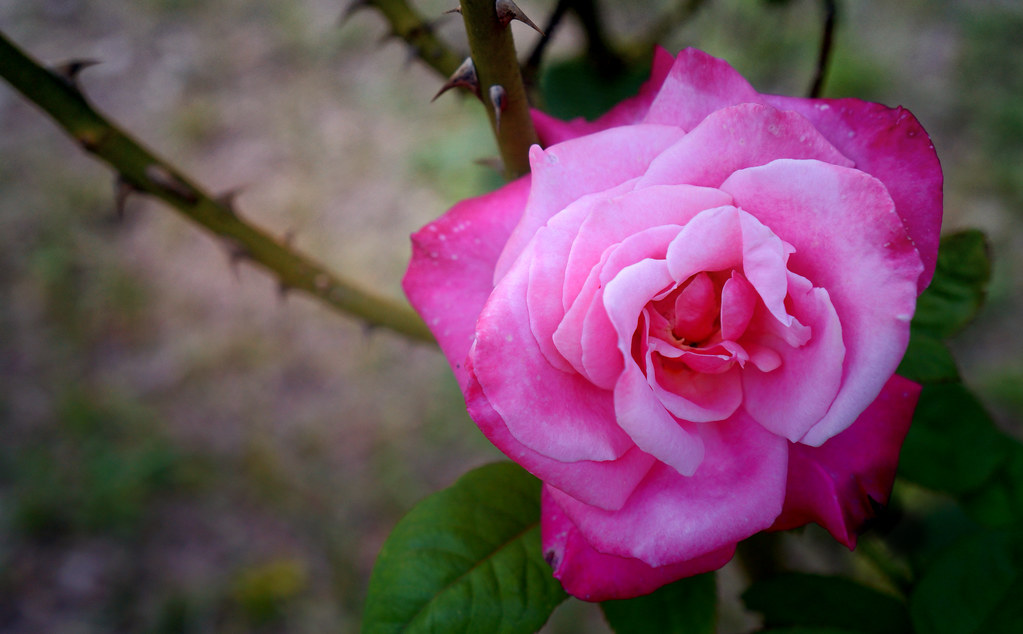 Pink Rose and Thorns | I thought my roses where over bloomin… | Flickr
