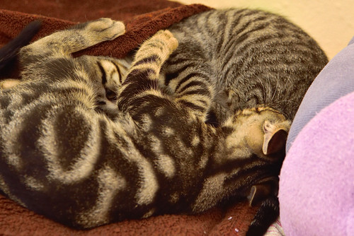 Alexis, precioso y mimoso gatito Caoba Tabby esterilizado, nacido en Marzo´16, en adopción. Valencia. ADOPTADO. 26834702493_38efb76402