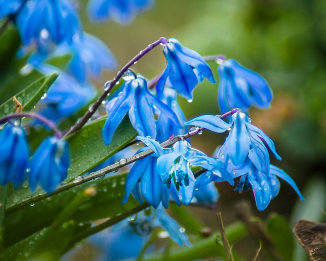 Flowers, Blue, Spring, Spring Beauty, Macro, Wet
