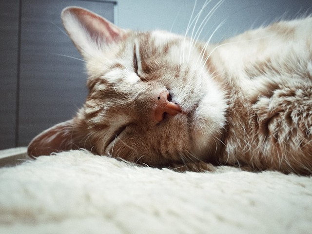 #cat #cats #catsofinstagram #catstagram #instacat #instagramcats #neko #nekostagram #猫 #ねこ #ネコ ネコ部 #猫部 #ぬこ #にゃんこ #ふわもこ部 #茶トラ