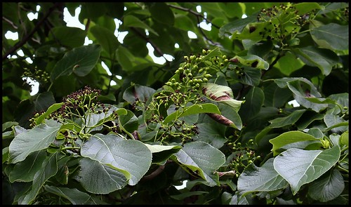 Ehretia macrophylla -Cabrillet à grandes feuilles