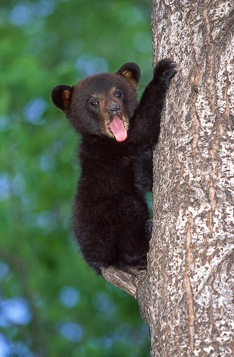 Cute Baby Black Bear. | One of many black bear cubs that I h… | Flickr