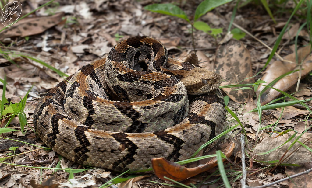 Crotalus horridus (Timber Rattlesnake) | East Louisiana 05-1… | Flickr