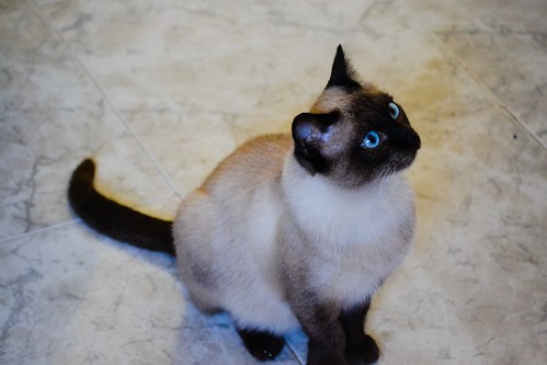 Sting, gato siamés de ojazos azules excelente compañero, nacido en Agosto´13, en adopción. Valencia. ADOPTADO. 16477592576_bdcb71bf98