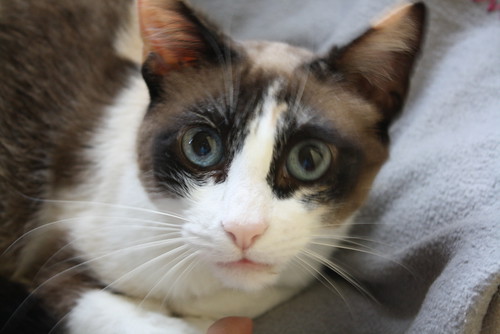 Ummi, gata Siamesa tricolor muy dulce y juguetona tímida nacida en 2013, en adopción. Valencia. ADOPTADA. 27299999562_87c8f28556