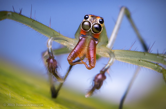 Lyssomanes sp. Male Jumping Spider - Belize
