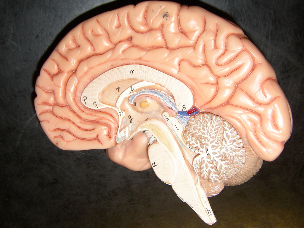Brain model, unlabeled | OLYMPUS DIGITAL CAMERA | Flickr