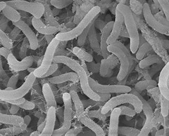 Pelagibacterales（SAR11）。圖片來源：MicrobeWiki