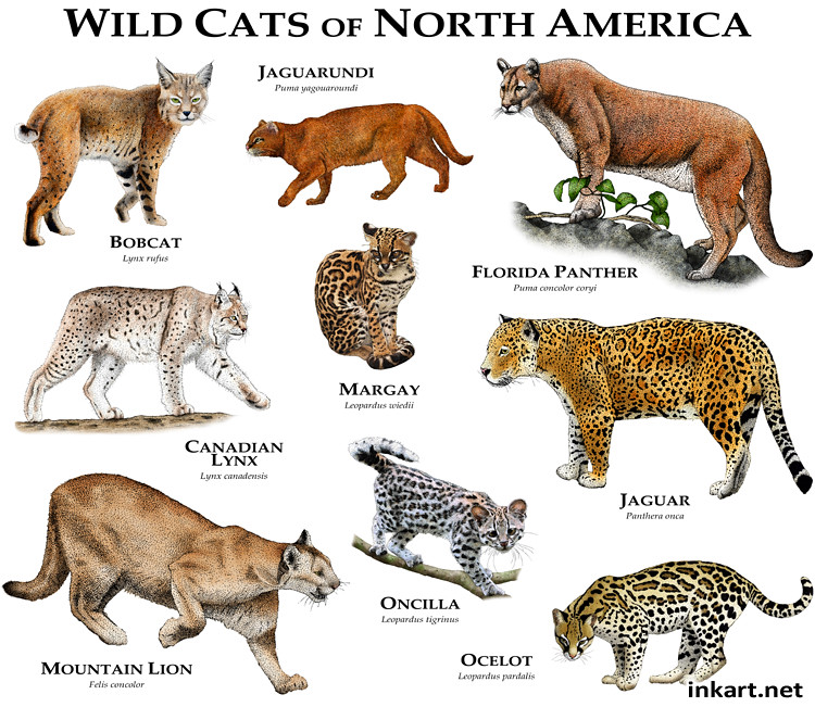 Wildcats Of North America Fine Art Illustration Of All Ext Flickr
