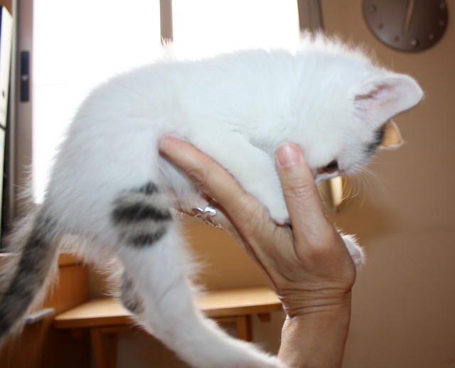 Tizni, gatito blanco con toques pardos guapísimo nacido en Marzo´16, en adopción. Valencia. ADOPTADO. 26253613673_86795517b5_z