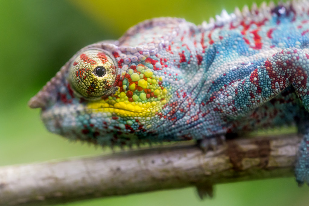 Colorful chameleon on the branch | Profile of one of the bea… | Flickr